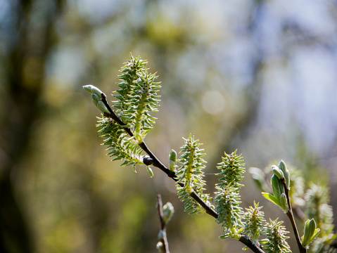 Birch seed heads on a branch in an English public park in Springtime.