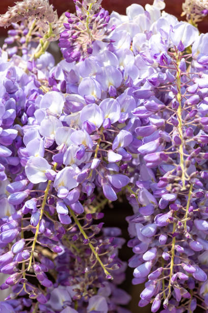 istock Chinese wisteria (wisteria sinensis) flowers 1393373376