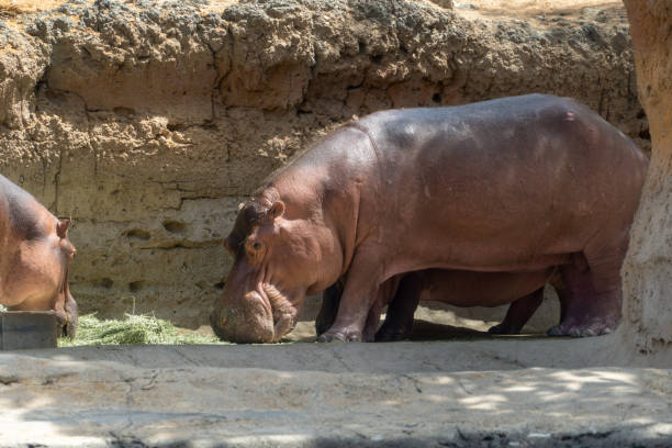 a common hippopotamus (hippopotamus amphibius) close up eating - sub saharan africa imagens e fotografias de stock