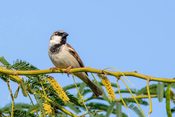 istock House Sparrow male (Passer domesticus) perched on a branch with blue sky background. 1393375490