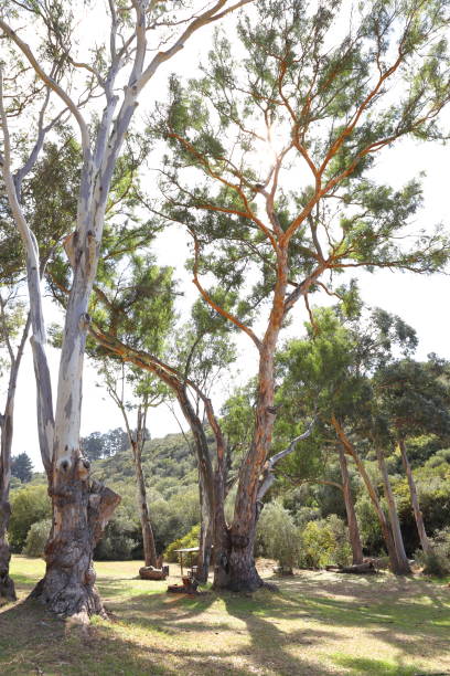 istock A beautiful old blue gum tree in Majik Forest 1393377211