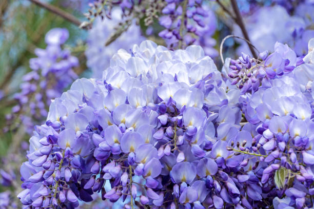 istock Wisteria Flowers 1393377422