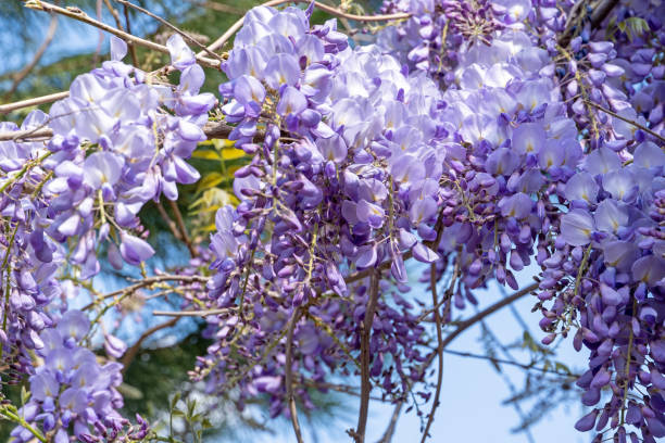 istock Wisteria Flowers 1393377436