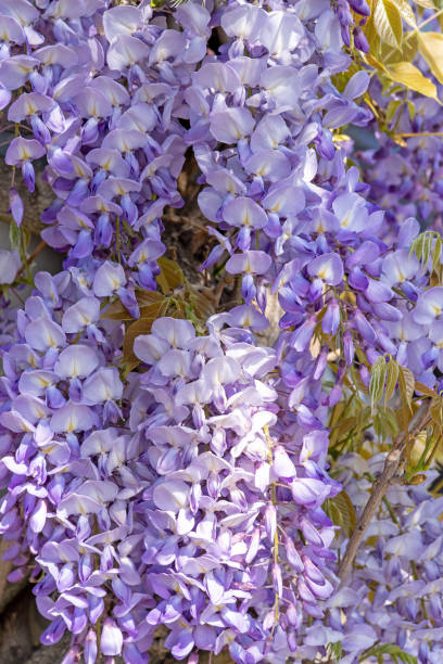 istock Wisteria Flowers 1393377442