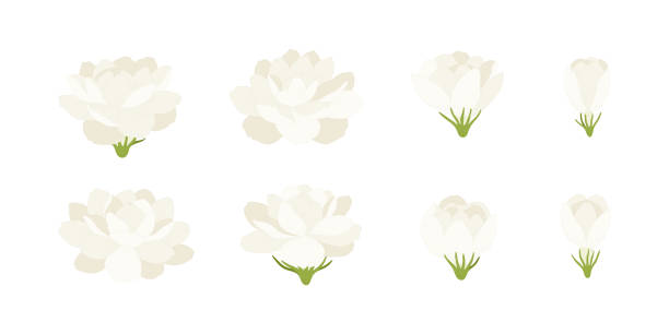 illustrations, cliparts, dessins animés et icônes de ensemble de fleurs en fleurs de jasmin blanc illustration. - corolle