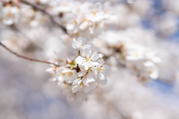 A close-up photo of the blooming cherry blossoms at the Tidal Basin in Washington D.C.
