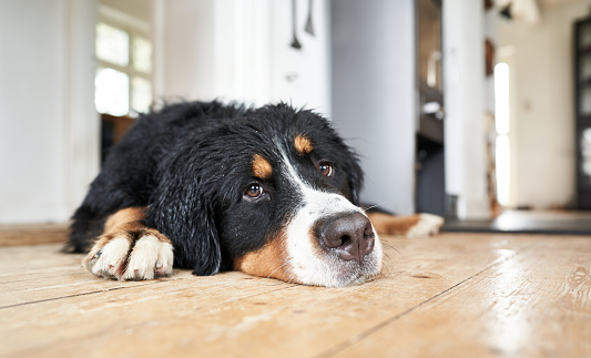 Close-up of black dog looking away while lying on hardwood floor at home