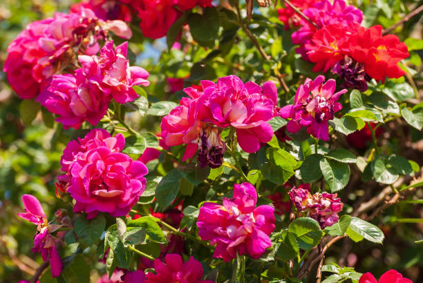 istock Fresh beautiful blooming bunch of  red roses, selective focus 1393379388