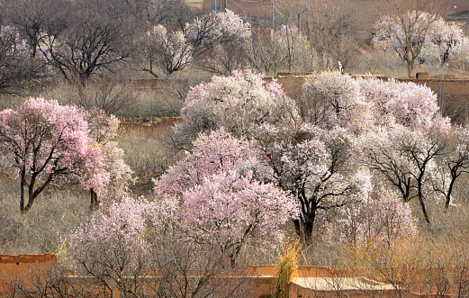 Kholm / Khulm / Tashqurghan, Balkh province, Afghanistan: trees blooming in February - winter flowers.