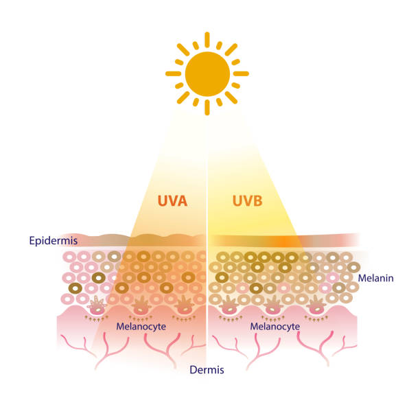 uva и uvb лучи проникают в вектор слоя кожи. - melanocyte stock illustrations