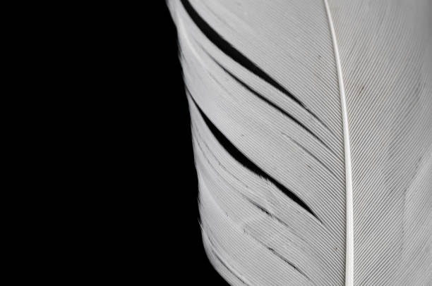 istock white feather of a goose on a black background 1393385347