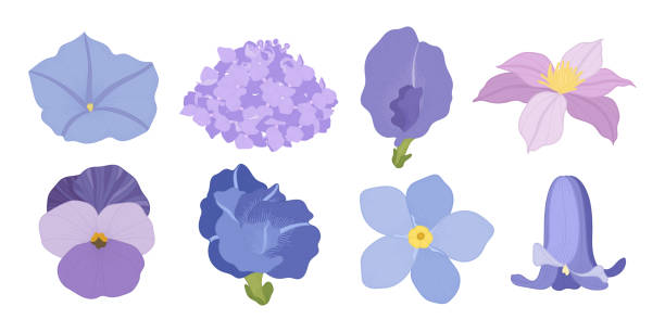 Set of colorful blooming flowers illustration. Set of colorful blooming flowers illustration. pansy stock illustrations