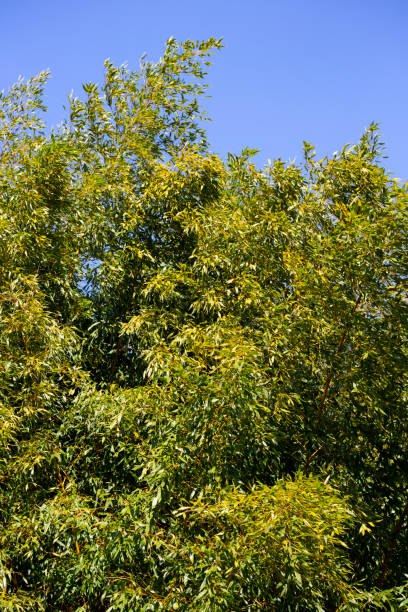 istock Green branches and bamboo leaves on a blue sky background 1393391349