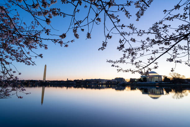 istock Tidal Basin Sunrise During Peak Bloom Of The Cherry Blossoms 1393394017