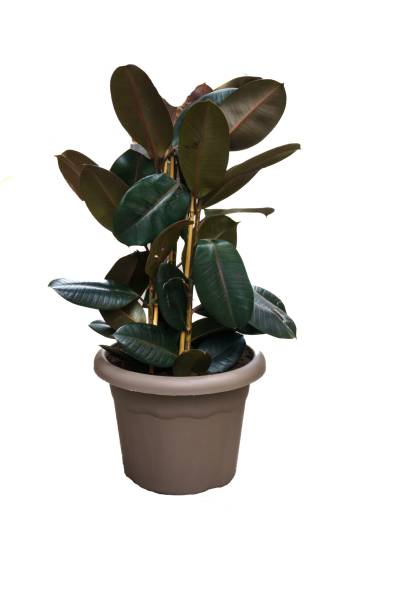 istock Ficus elastica, commonly called rubber tree, or gum tree, is an evergreen species of the genus Ficus, native to northeastern India. 1393394699