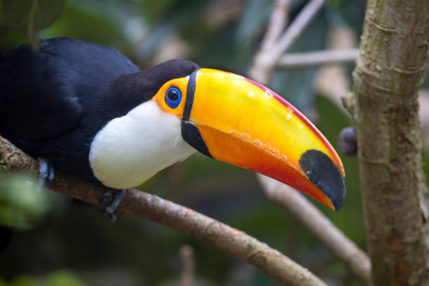 istock Toco Toucan (Ramphastos toco), flora and fauna 1393394919