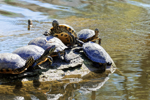 The bed of a small river in the city of Schiedam. Netherlands. Water turtles gathered on a submerged log.
