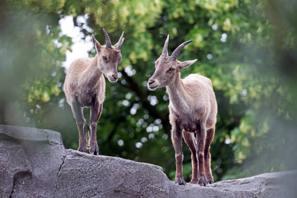 Alpine ibex (Capra ibex) mother with child