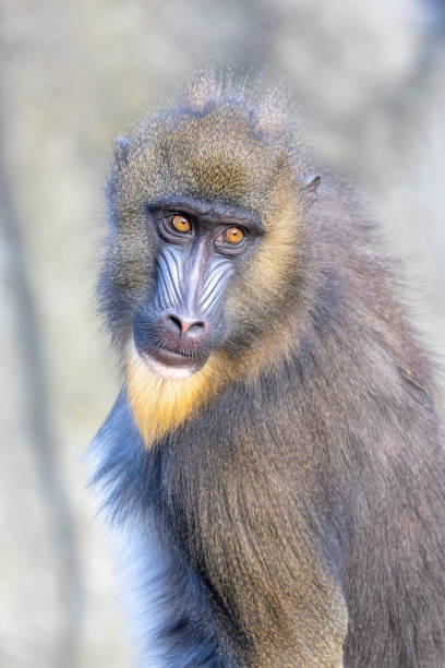 istock Close up view of mandrill (Mandrillus sphinx) 1393395071
