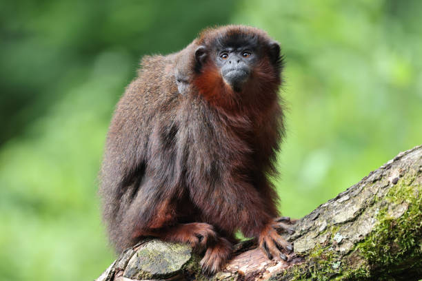 istock coppery titi (Plecturocebus cupreus) portrait on nature background 1393395129