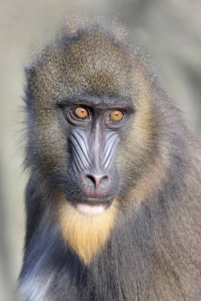 istock Close up view of mandrill (Mandrillus sphinx) 1393395130