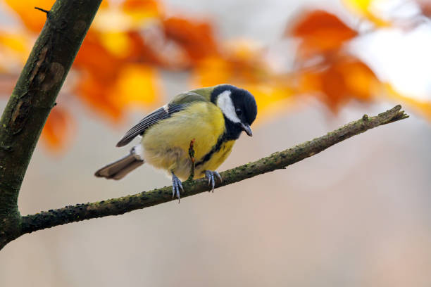 Great Tit (Parus major) sitting on a stick on nature background stock photo