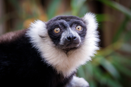Black-and-white ruffed lemur (Varecia variegata) on nature background