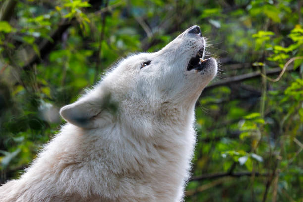istock portrait of a howling white wolf (Canis lupus hudsonicus) 1393395877