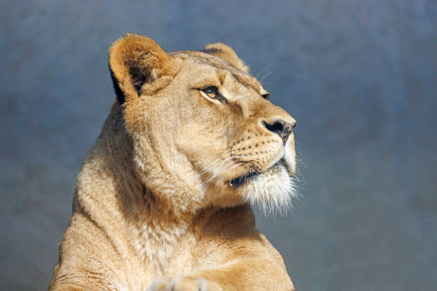 close-up of a lioness (Panthera Leo) stock photo