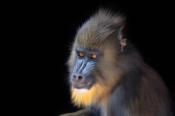 istock Close up view of mandrill (Mandrillus sphinx) 1393395907