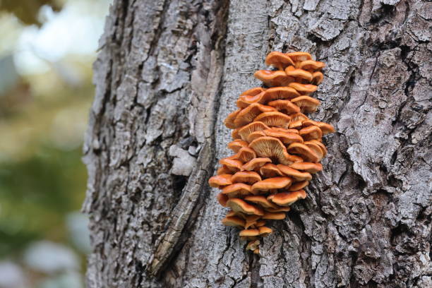istock mushrooms on a tree in the forest 1393395911