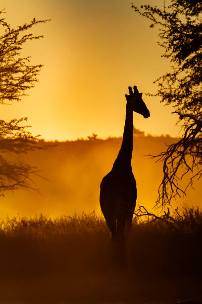 giraffe im kgalagadi transfrontier park, südafrika - kalahari gemsbok national park stock-fotos und bilder