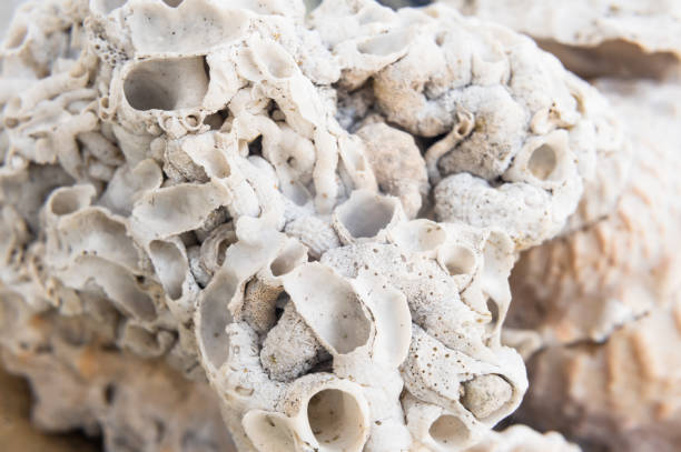 istock Piece of a coral 1393397033