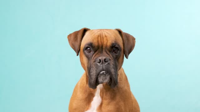 Boxer dog looking at the camera while standing against a light blue background
