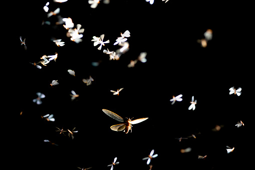 Mayfly volando ligero jugando por la noche photo