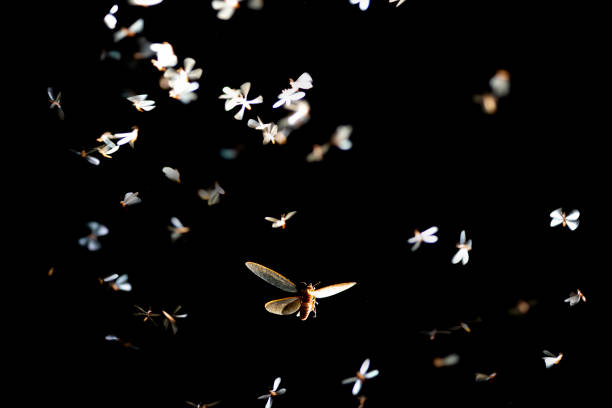 éphémère volant léger jouant la nuit - ephemera photos et images de collection