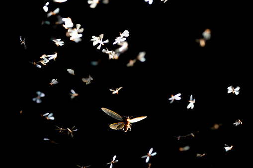 Low key image and blur to highlight the lights in the night long and flying animation play light around the fire of Termite Flying or alates after rain in the rainy season.