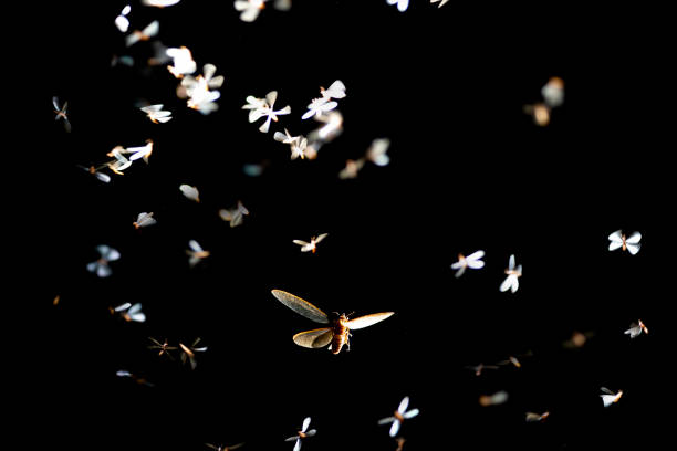 Mayfly flying light playing night time Low key image and blur to highlight the lights in the night long and flying animation play light around the fire of Termite Flying or alates after rain in the rainy season. glowworm photos stock pictures, royalty-free photos & images