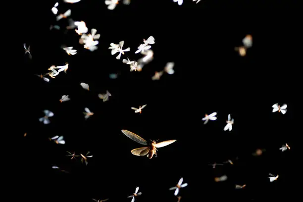 Photo of Mayfly flying light playing night time