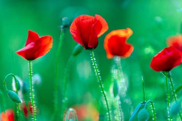 istock Spring, red anemones in green grass 1393398386