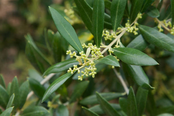 beginning of olive tree flowering