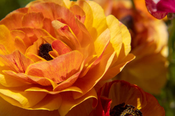 Closeup of an orange flower