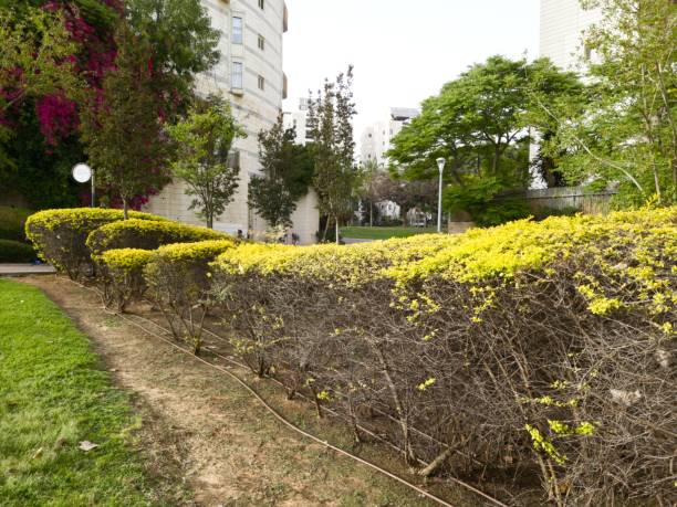 istock Green Beautiful View of a Park 1393399305
