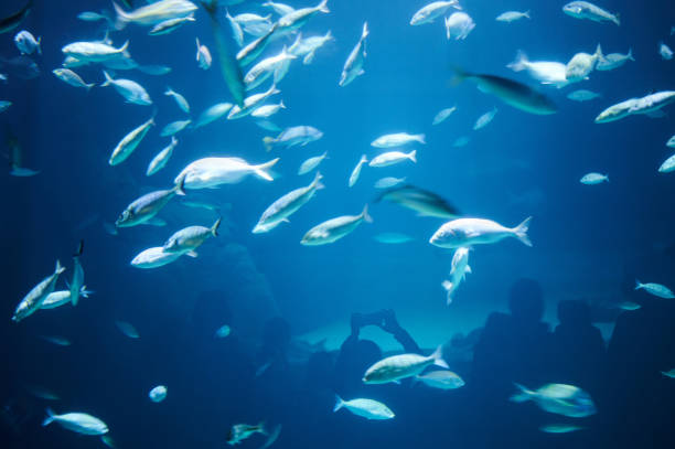 istock Many fishes on blue water 1393400501