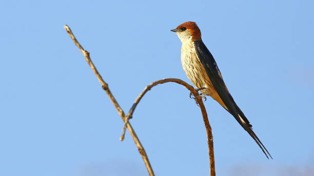 istock Greater striped swallow (Cecropis cucullata) perched on a stick, Namibia 1393401198