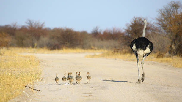autruche commune avec poussins, parc national d’etosha, namibie - parc national detosha photos et images de collection