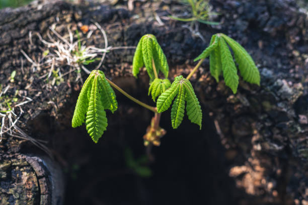 Fresh green sprouts of a young tree on the old stump.