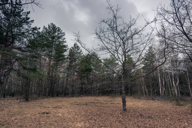 Gloomy dark landscape. Dramatic tree on the forest lawn.