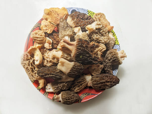 grzyby wiosenne morchella sp o wyglądzie plastra miodu, ciemnobrązowe lub jasnobrązowe, arkusze tworzące komórki i tragble - morel mushroom edible mushroom food bizarre zdjęcia i obrazy z banku zdjęć