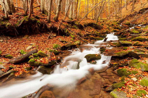 istock Ukraine. A gentle stream cascades around moss-covered rocks surrounded by trees adorned with autumn foliage in the Carpathians. National Park Shypit Carpathians. 1393402478